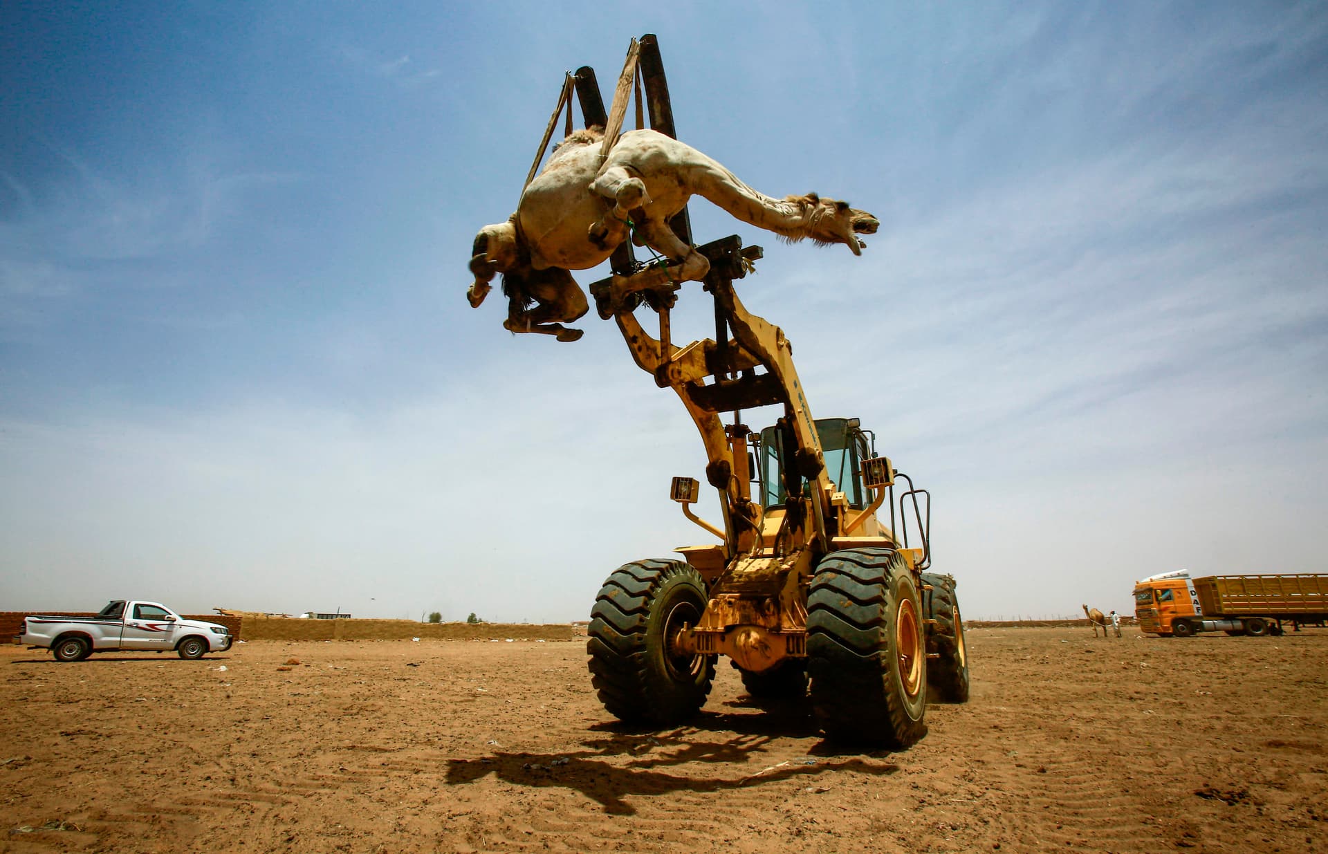 قصة مصورة : تجارة الإبل في السودان