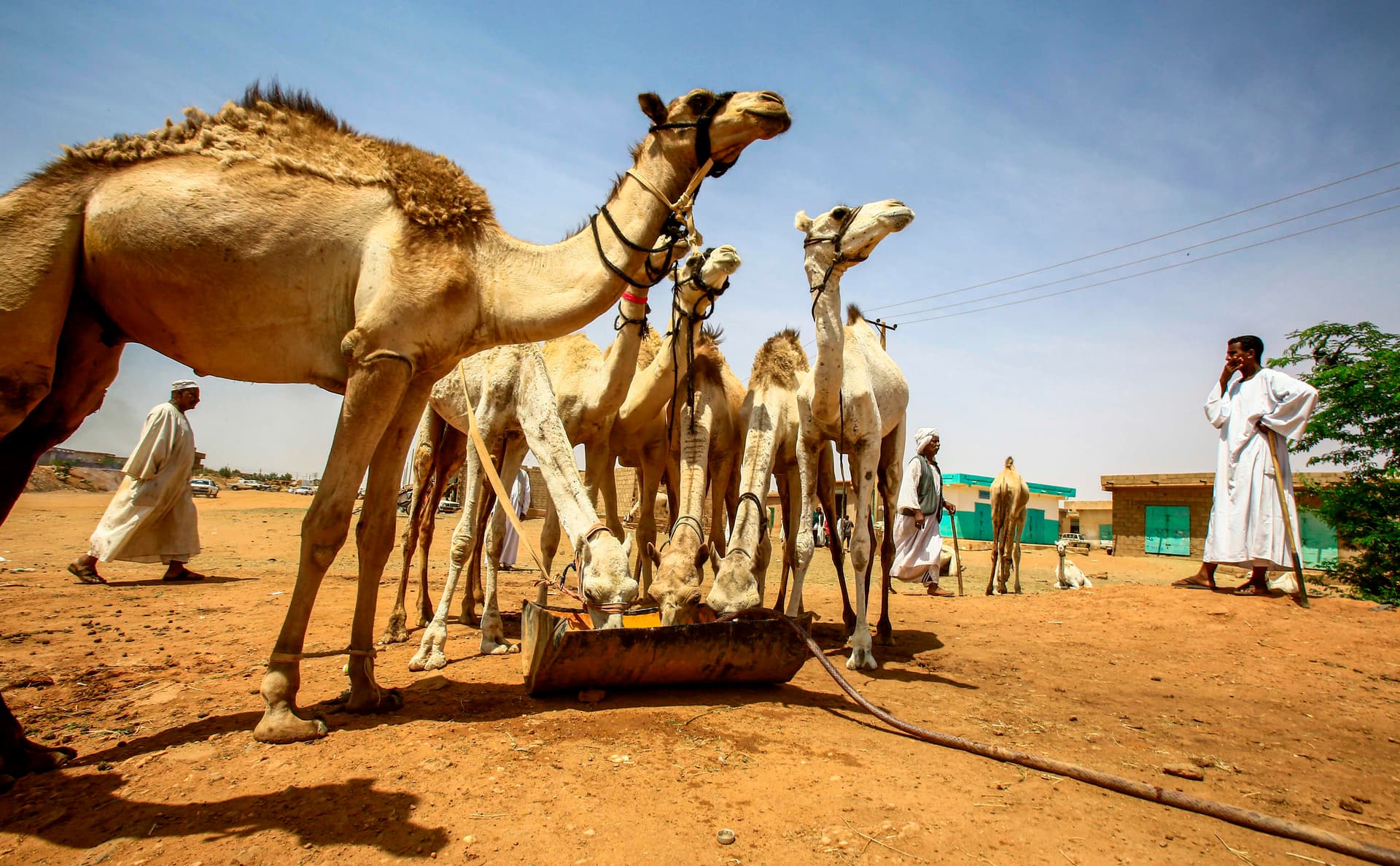 قصة مصورة : تجارة الإبل في السودان