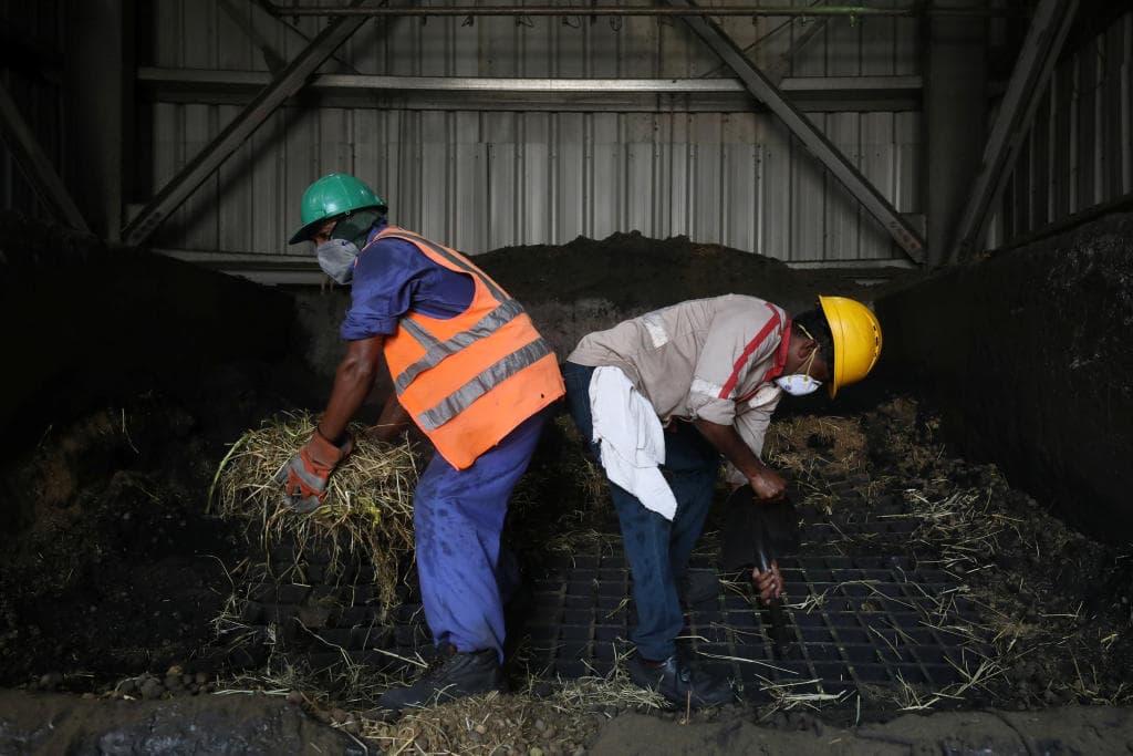 مصنع أسمنت في الإمارات يستخدم روث الإبل كوقود لتشغيل خطوط الإنتاج