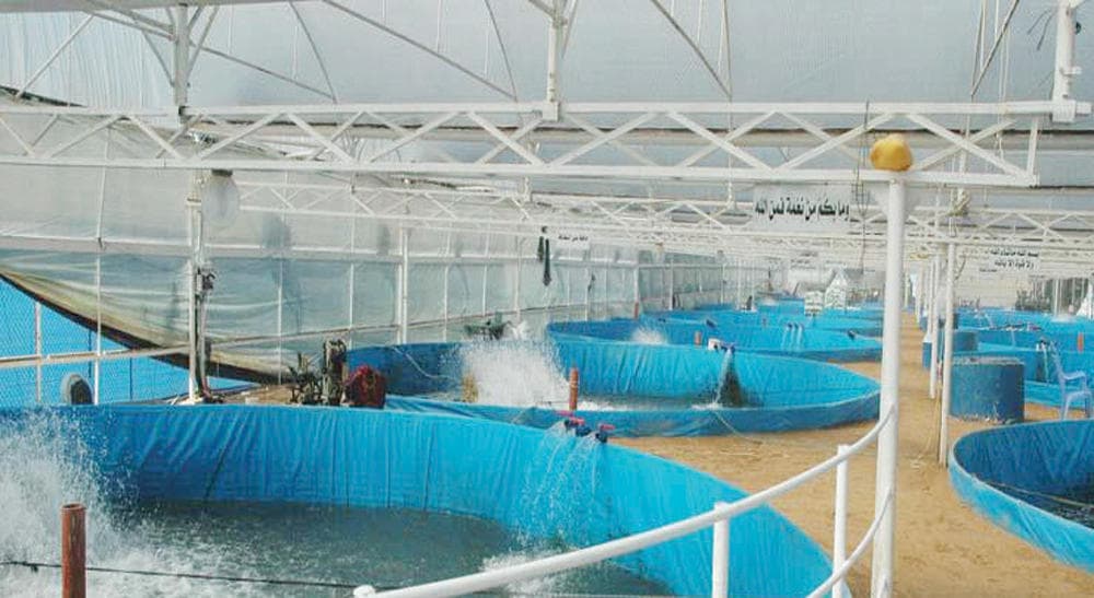 40 مشروع استزراع مائي في طور الترخيص .. واستقطاب 7 شركات للقطاع