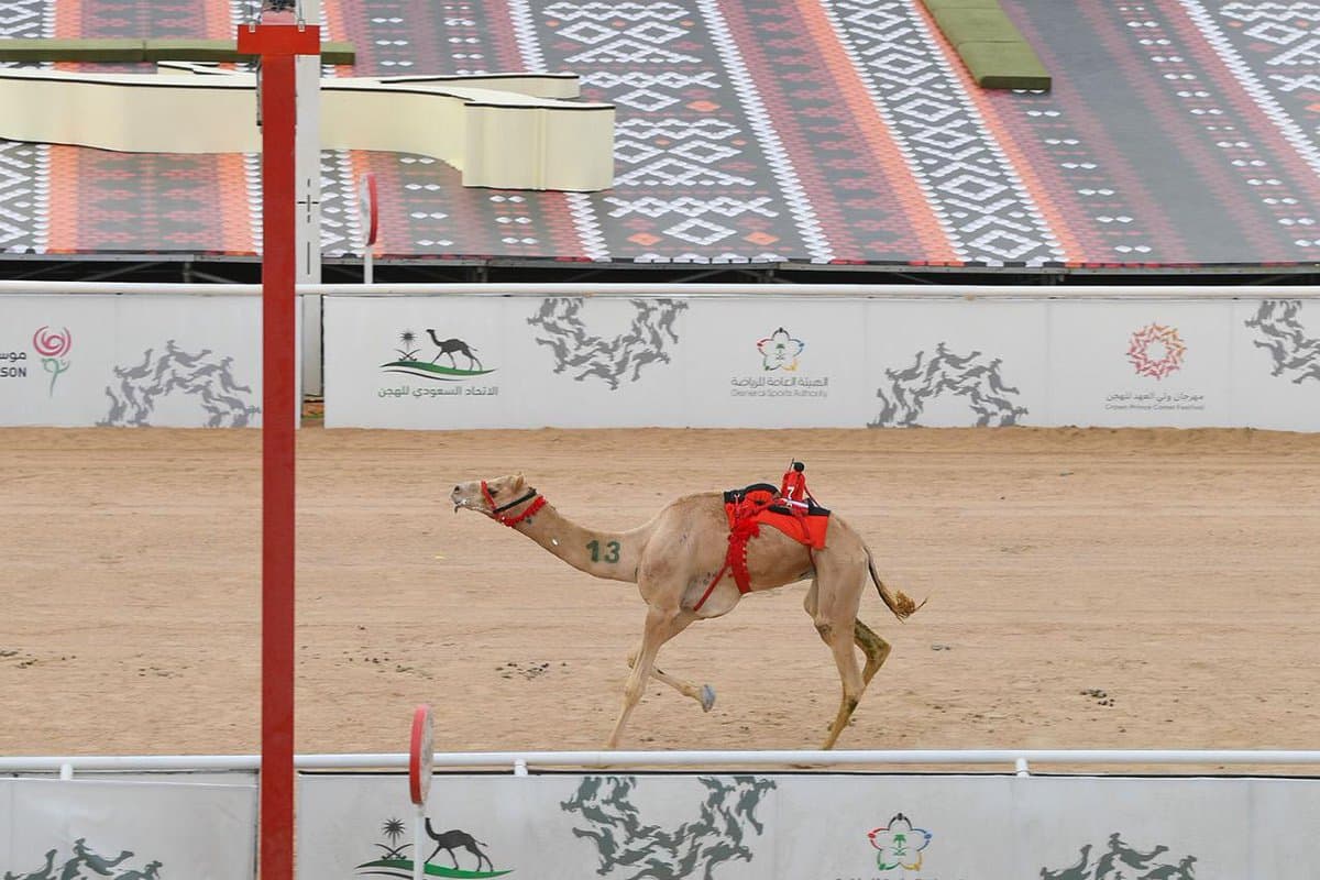 6 سيوف وبندق وخنجر لأبطال مهرجان ولي العهد للهجن 