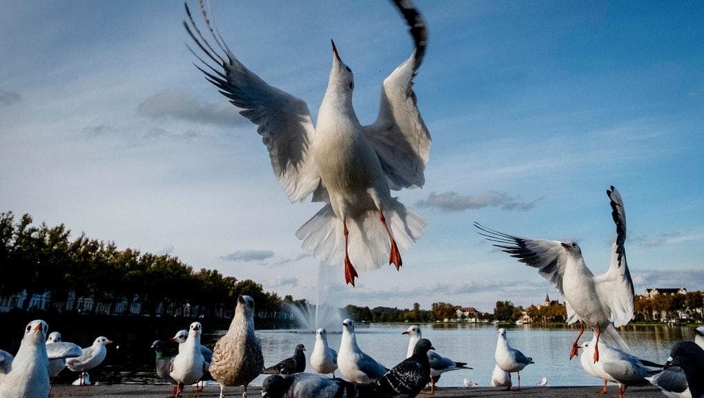 ثلثا الطيور في أمريكا تواجه خطر الانقراض بسبب تغير المناخ