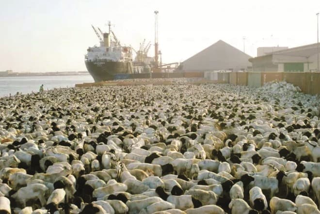 السعودية تعلق استيراد المواشي الحية من السودان وجيبوتي