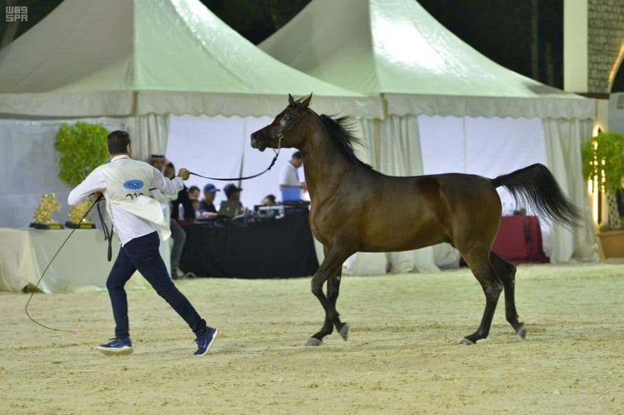 خالد الفيصل يتوج الفائزين في بطولة مكة لجمال الجواد العربي "فئة B"