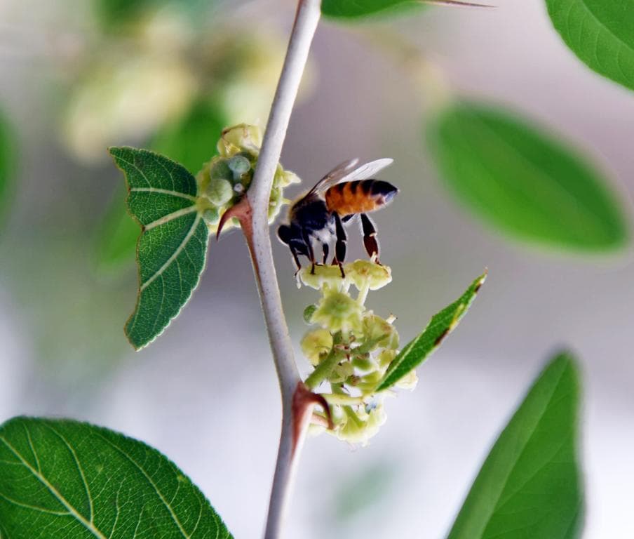 جازان تحتفظ بسلالة النحل العربي الأصيلة والنحالون يستعدون لإنتاج العسل