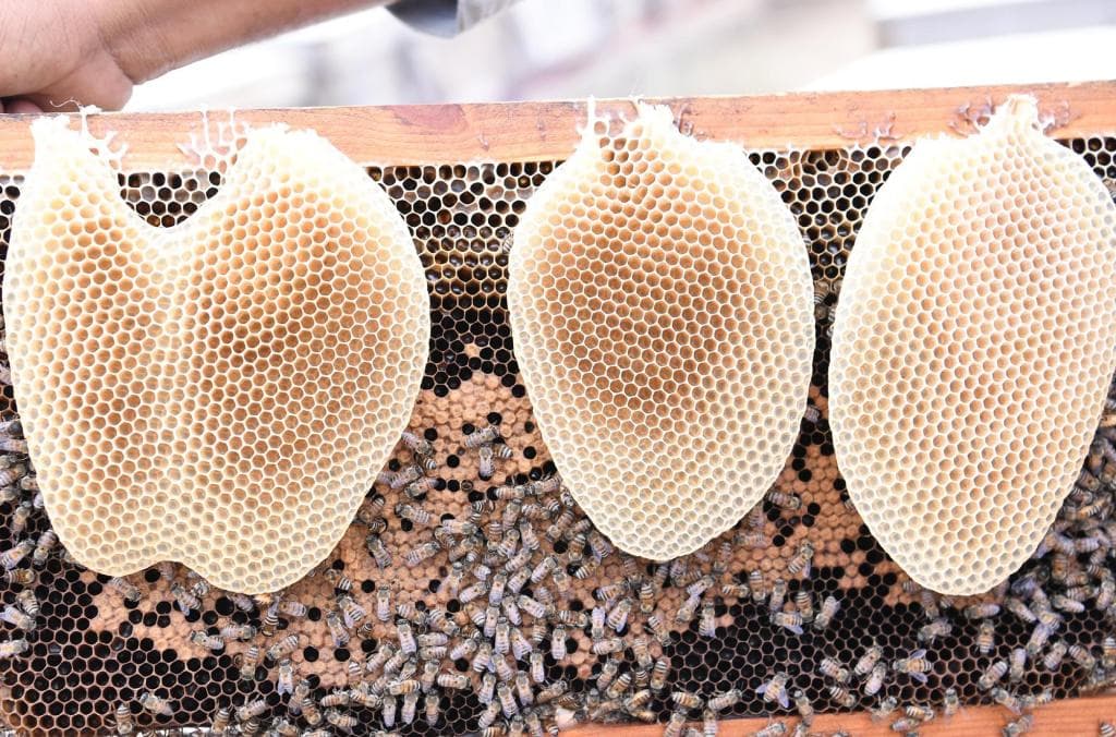 جازان تحتفظ بسلالة النحل العربي الأصيلة والنحالون يستعدون لإنتاج العسل