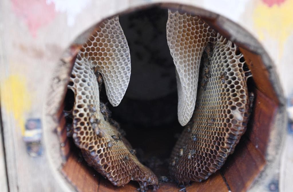 جازان تحتفظ بسلالة النحل العربي الأصيلة والنحالون يستعدون لإنتاج العسل