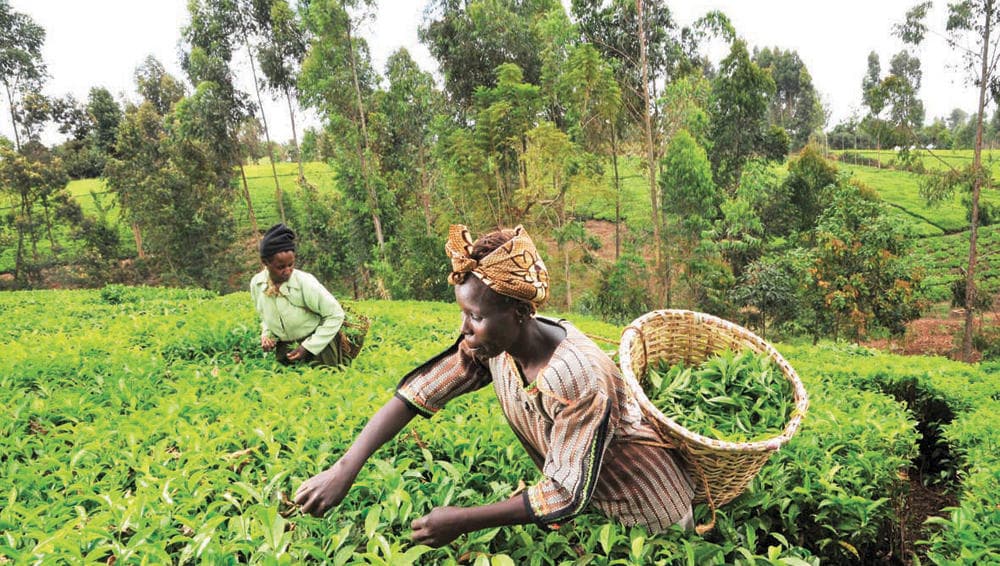 عشية المؤتمر العالمي للمناخ .. إفريقيا تتطلع إلى تمويلات أكبر لدعم زراعة «بيئية ذكية»
