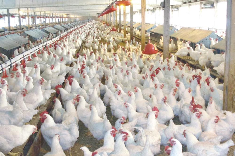 شراكة سعودية-برازيلية لإنتاج 60% من الاحتياج المحلي من الدواجن داخل المملكة