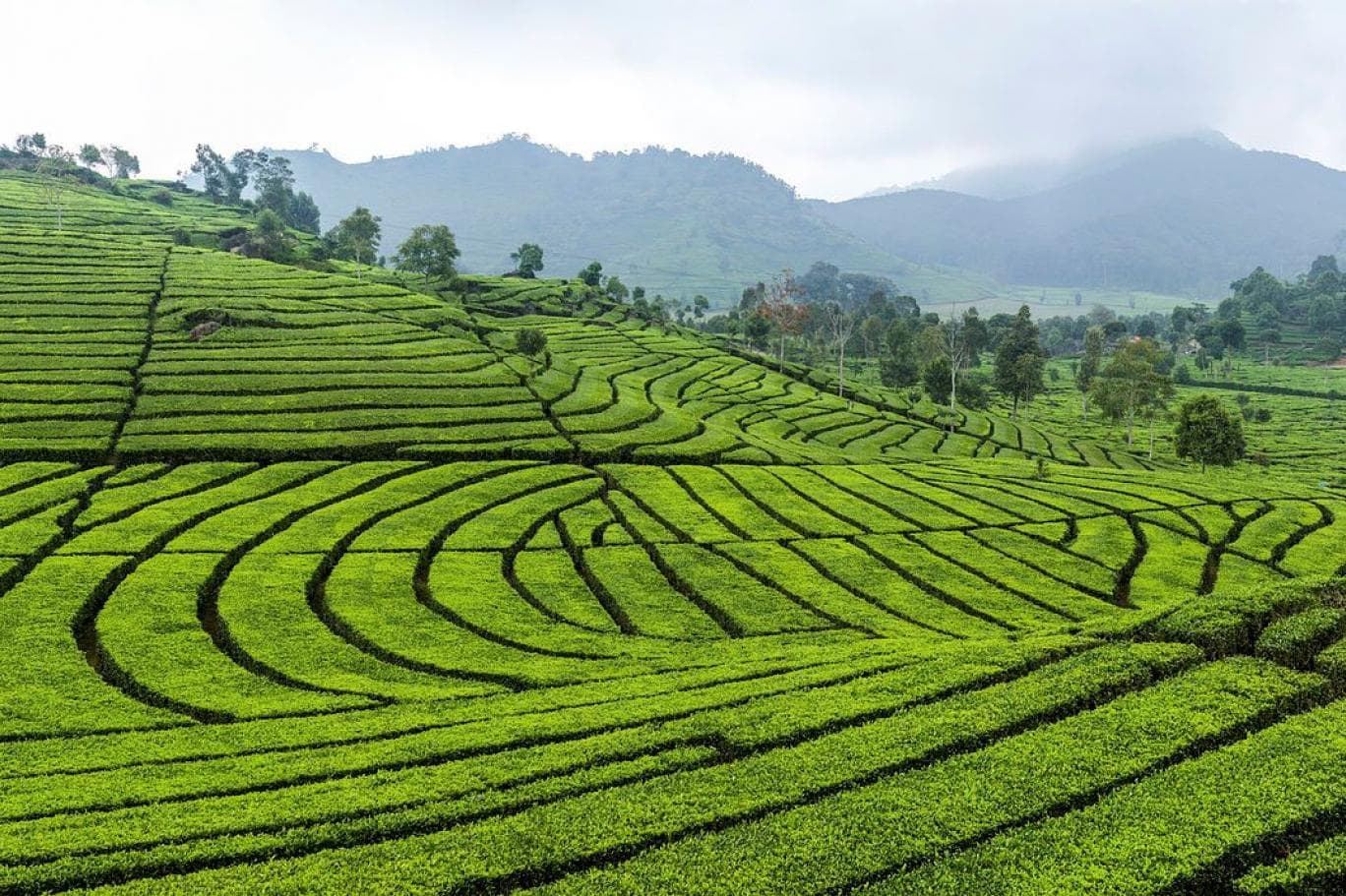 بريطانيا تدعم مزارعيها بـ 3.8 مليار دولار بعد "بريكست"