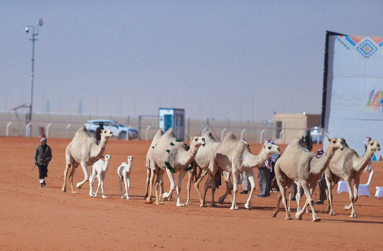 الراجحي يخطف شلفا ولي العهد.. والقحطاني يتوج بسيف الملك