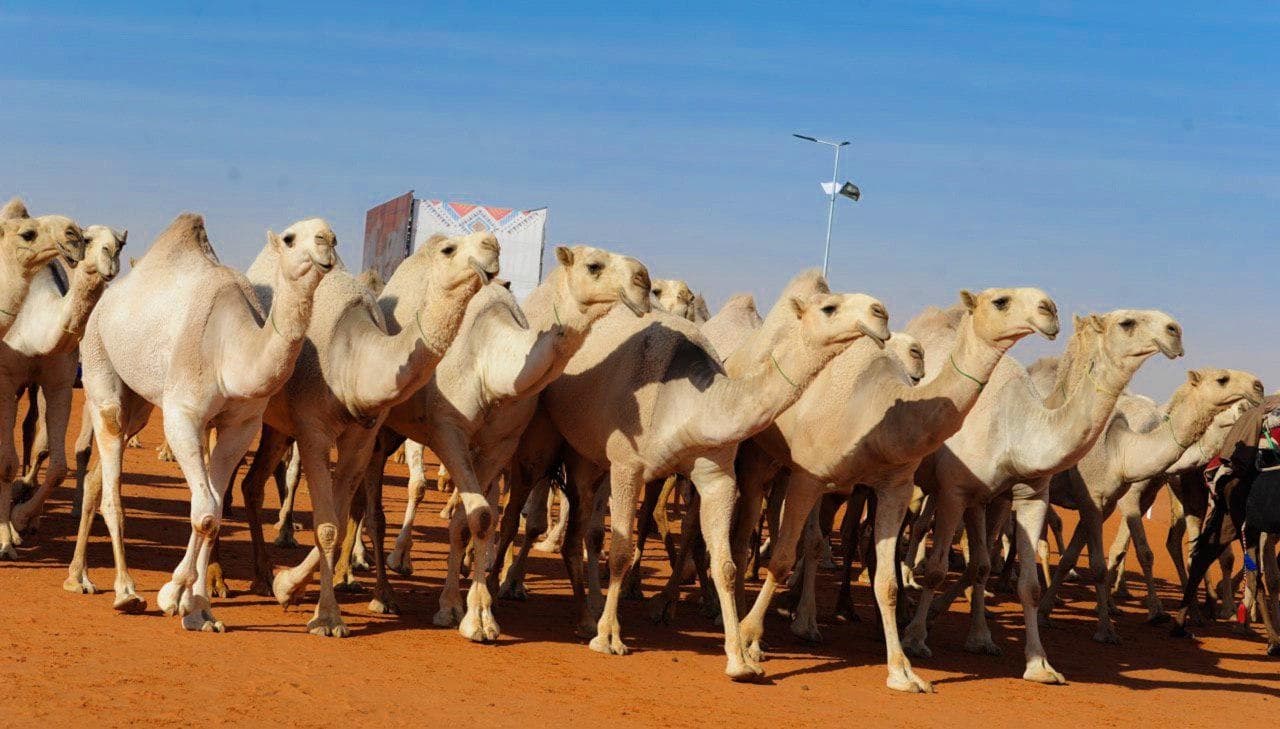 الراجحي يخطف شلفا ولي العهد.. والقحطاني يتوج بسيف الملك