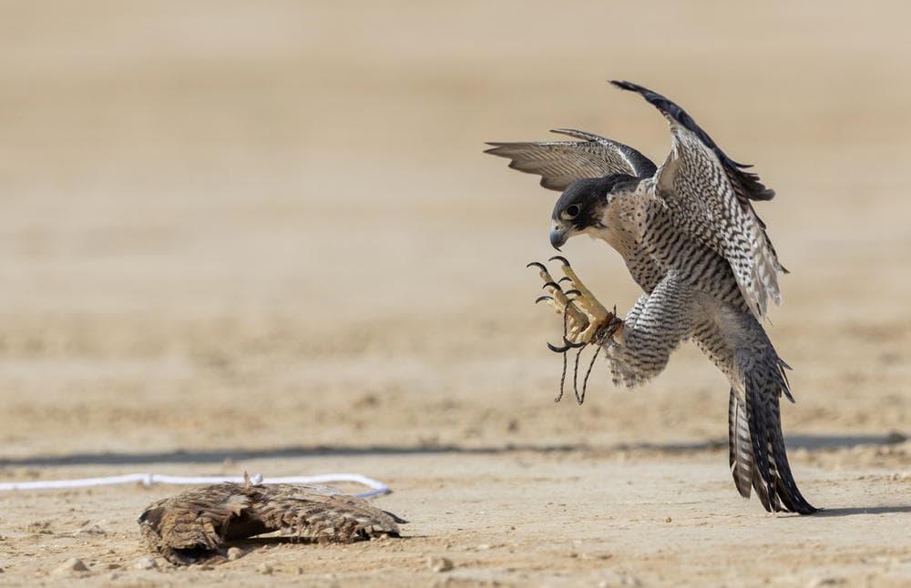 مهرجان الملك عبدالعزيز للصقور .. شعلة تراث ومكانة لا تتغير