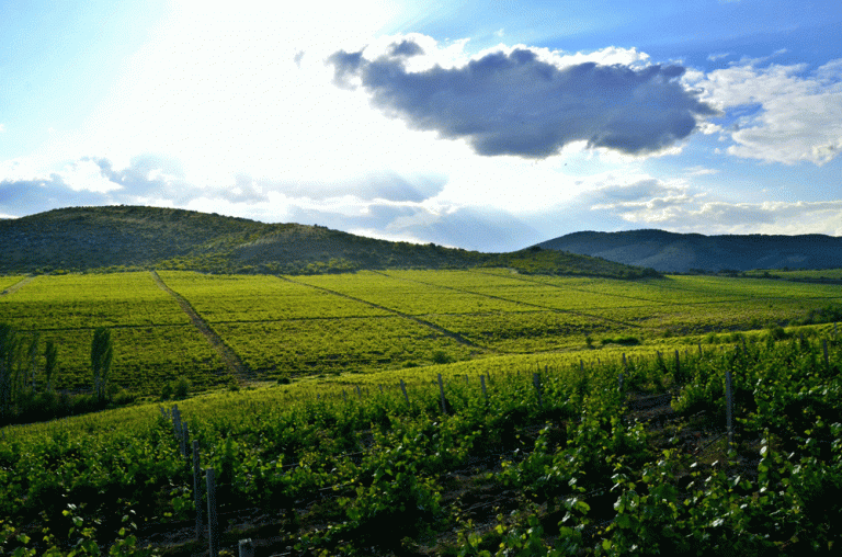 أمريكا تحث الاتحاد الأوروبي على إصلاح معاييره الزراعية للتغلب على العجز التجاري