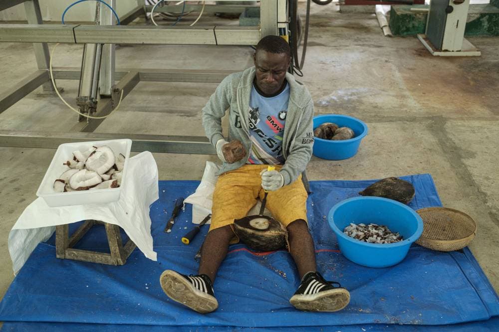 عامل يقطع جوز الهند البحري في جزيرة براسلين.