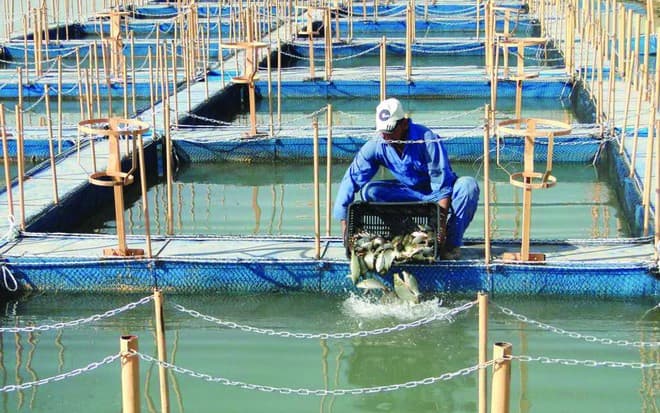 اطلاق خدمة دعم شركات الاستزراع السمكي إلكترونيا