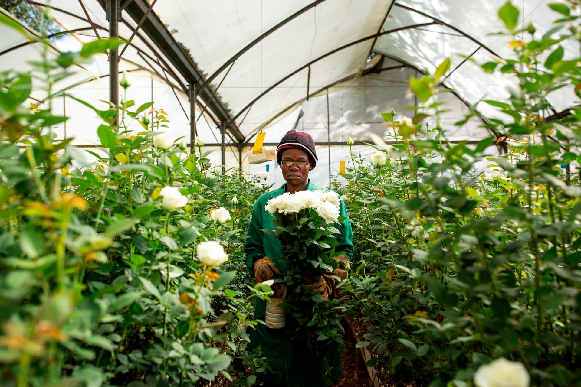 ذبول صناعة الزهور العالمية مع تفشي فيروس كورونا