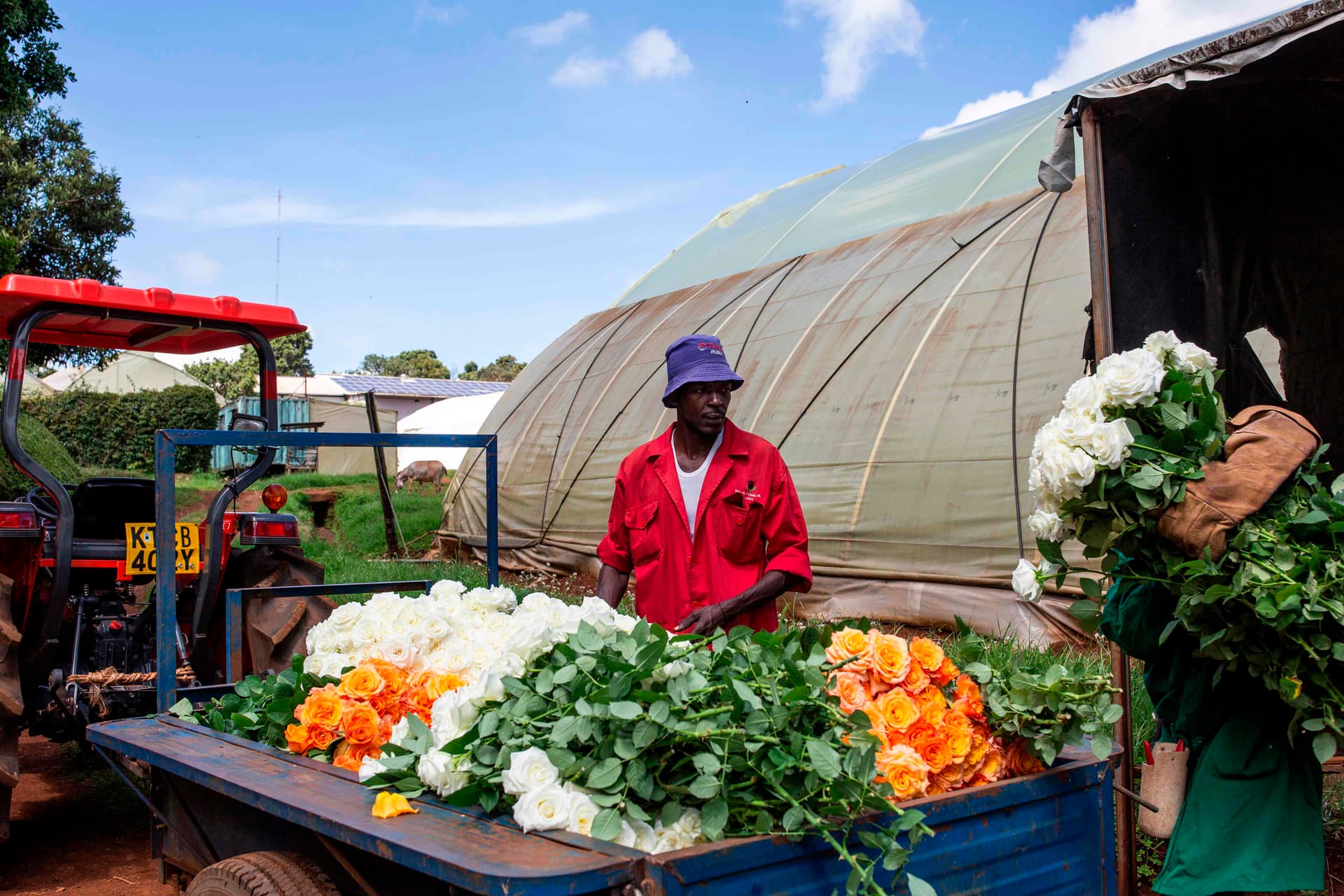 ذبول صناعة الزهور العالمية مع تفشي فيروس كورونا