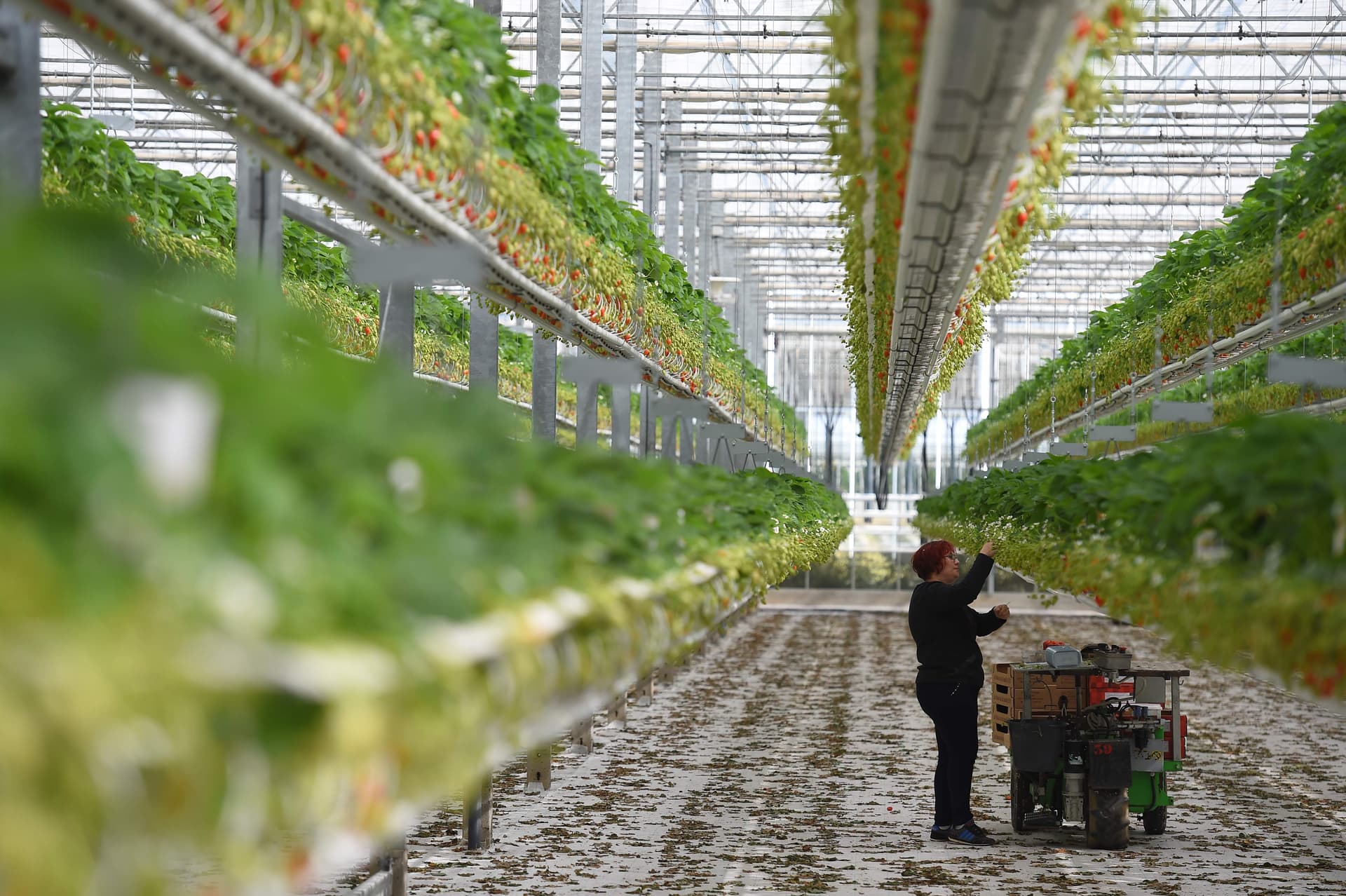 موسم الحصاد في أوروبا يواجه مخاطر "كورونا" بسبب نقص العمال