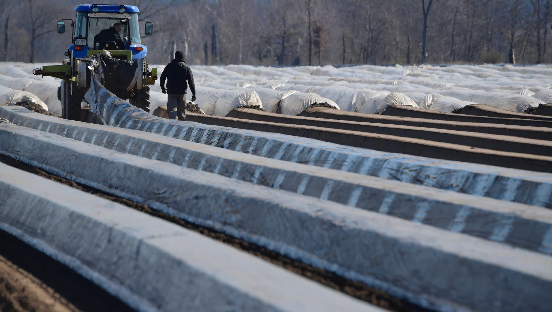موسم الحصاد في أوروبا يواجه مخاطر "كورونا" بسبب نقص العمال
