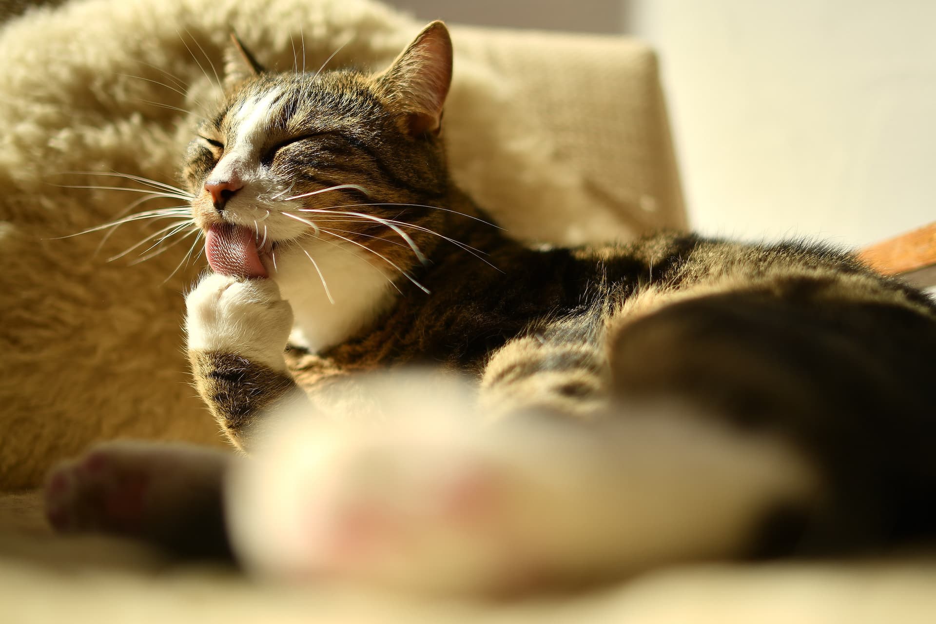 هذه المرة إنسان ينقل الفيروس إلى حيوان .. حالة نادرة