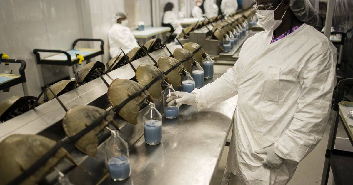 يتعرض نصف مليون من "حدوة الحصان" للصيد سنويا.