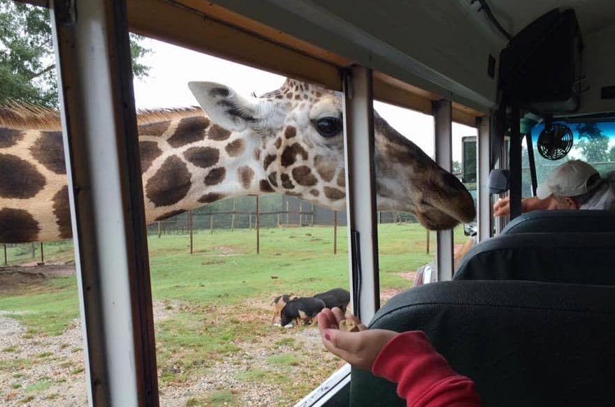 "كورونا" يحجب الزوار عن حدائق الحيوان ويعرض أصحابها للخسائر