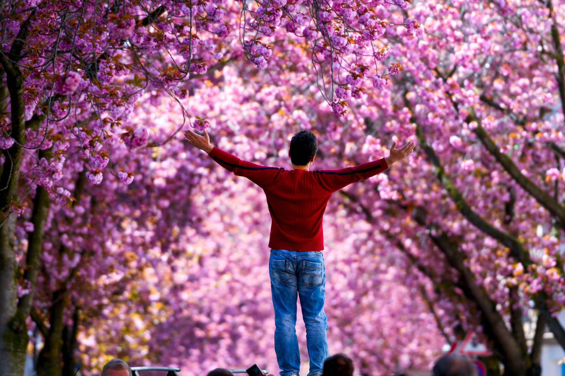    سياح يحتفلون بأزهار الكرز في اليابان وألمانيا رغم تزايد حدة انتشار فيروس كورونا 