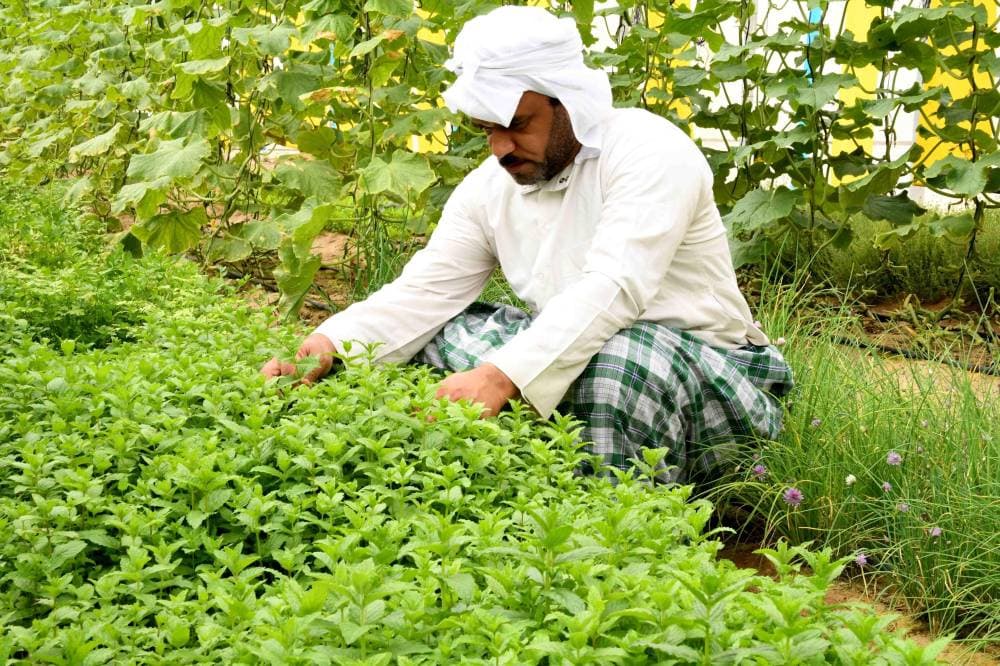 تحتوي الواحة على 27 ألف حيازة زراعية."واس"
