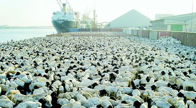 وصول 14 ألف رأس من الأغنام والجمال من جيبوتي إلى السعودية 