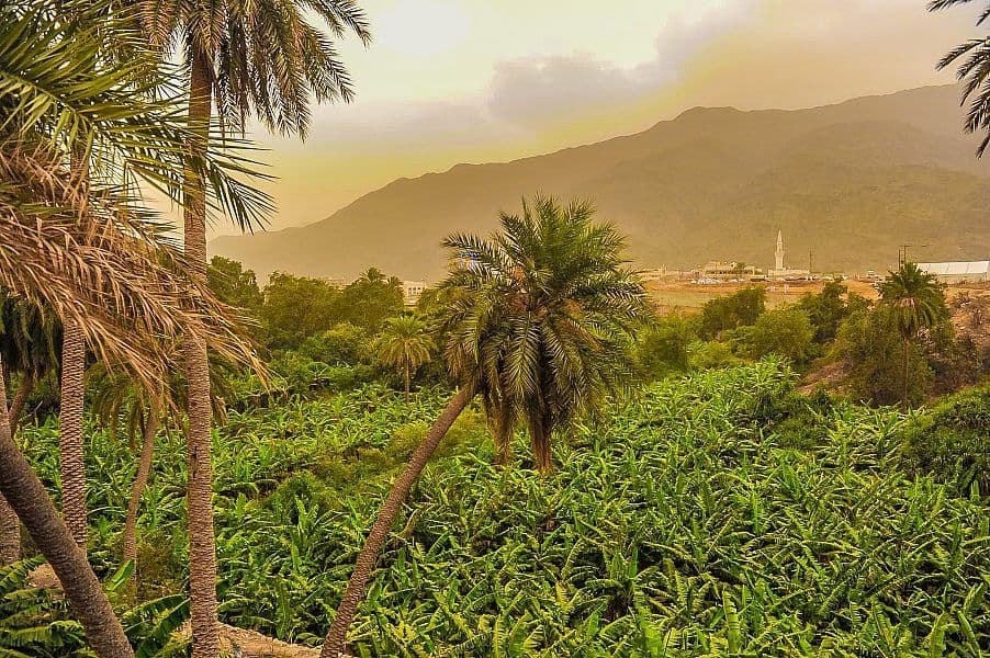 "ذي عين" الباحة تنتج سنويا أكثر من 7 أطنان من الموز البلدي