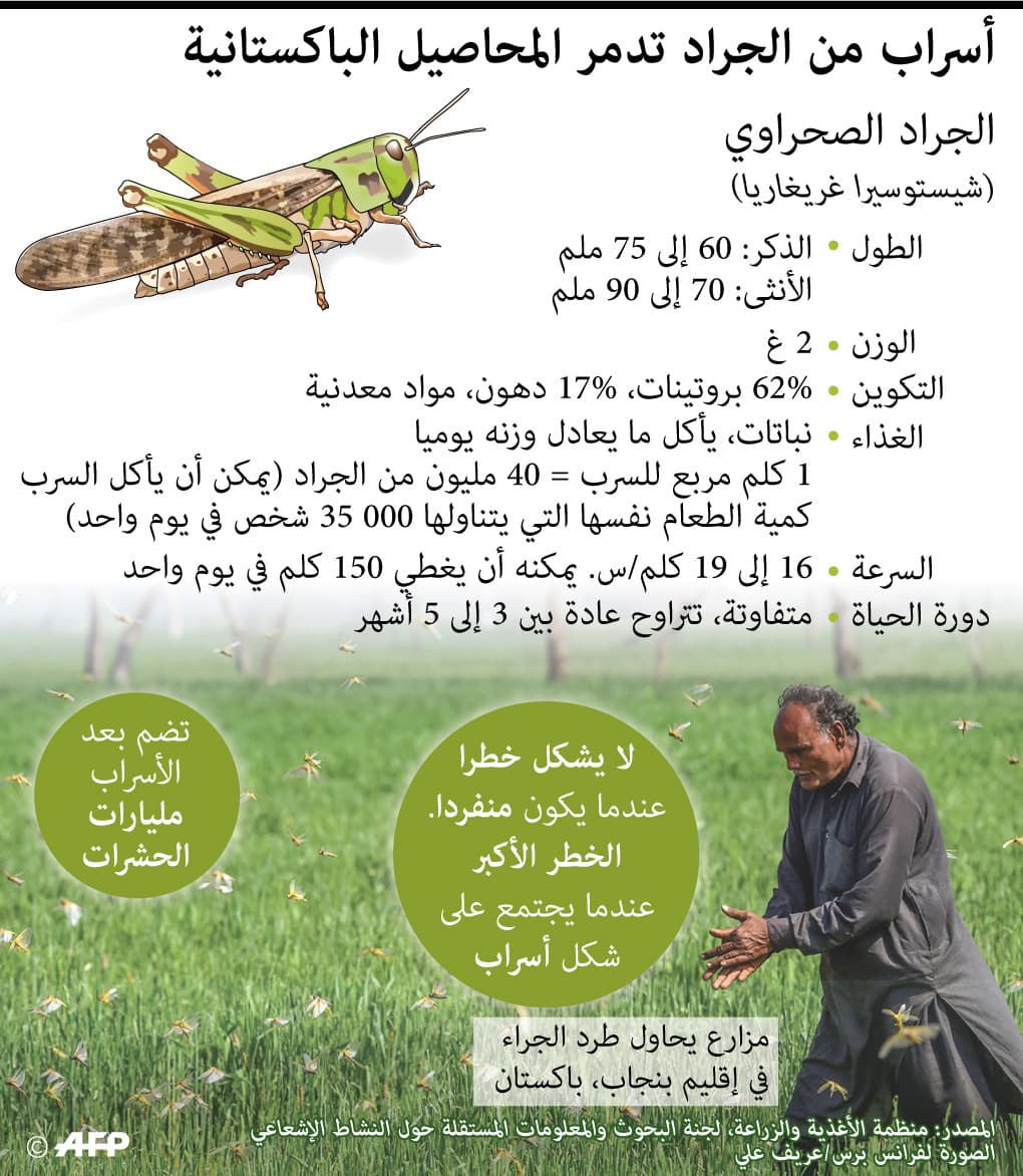 باكستان تحارب الجراد من خلال تحويلها إلى علف للدواجن