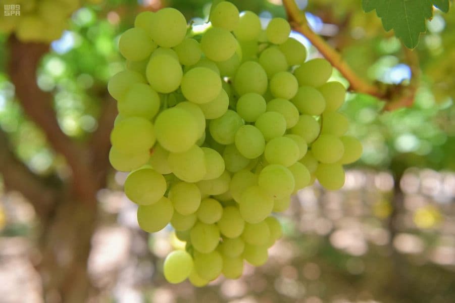 "العنب والخوخ" يتصدران منتجات تبوك الصيفية