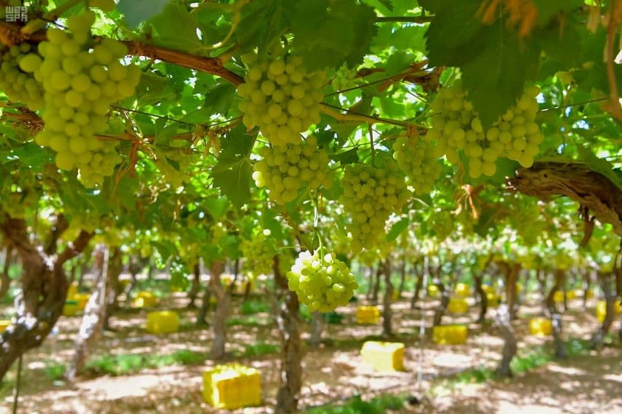 "العنب والخوخ" يتصدران منتجات تبوك الصيفية