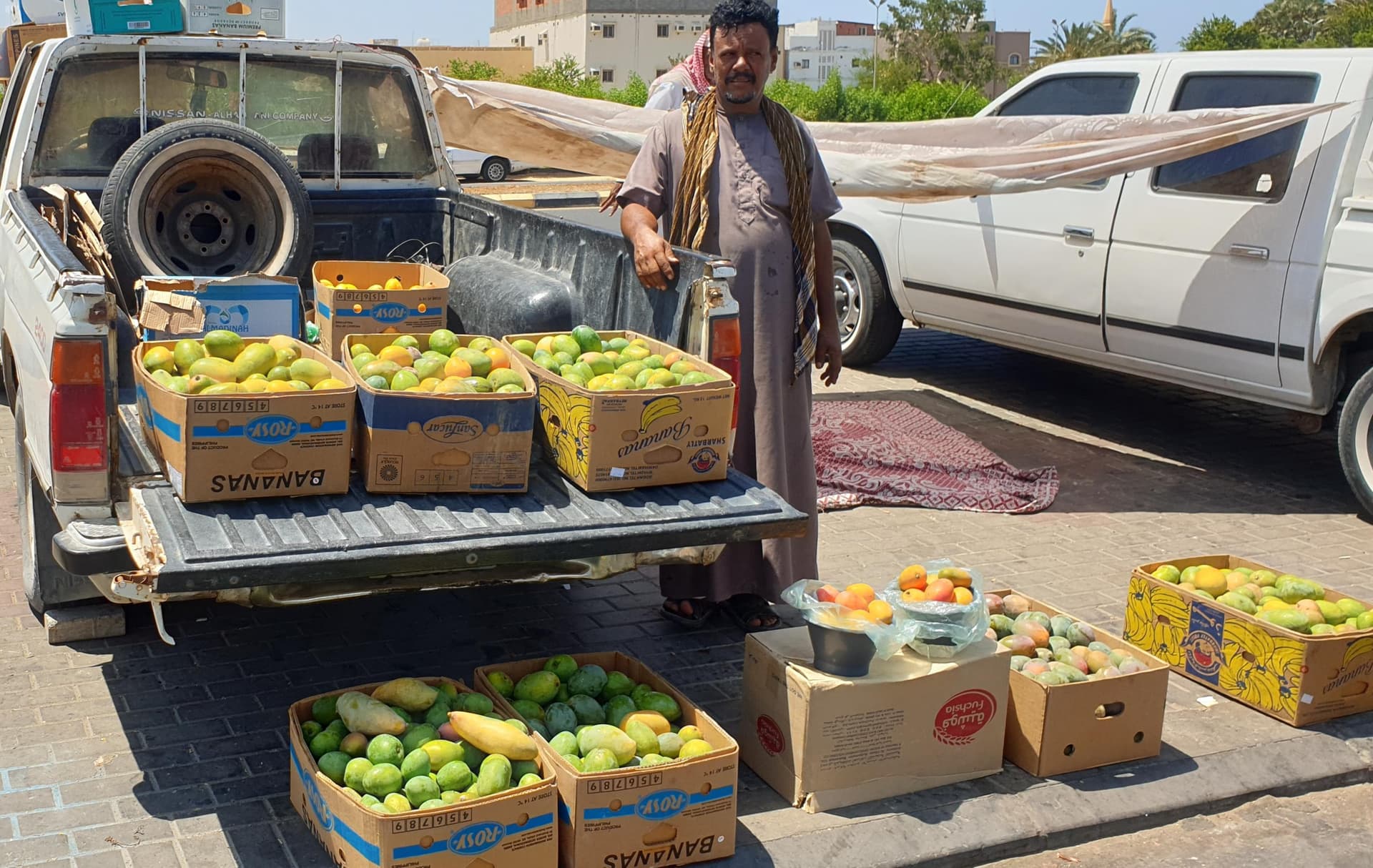 بسعر 10 ريالات لكيلو "المانجو" .. أسواق أملج تعرض منتجها الأشهر