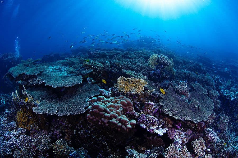  144 نوعا من الشعب المرجانية تعزز التجربة السياحية في " أمالا "