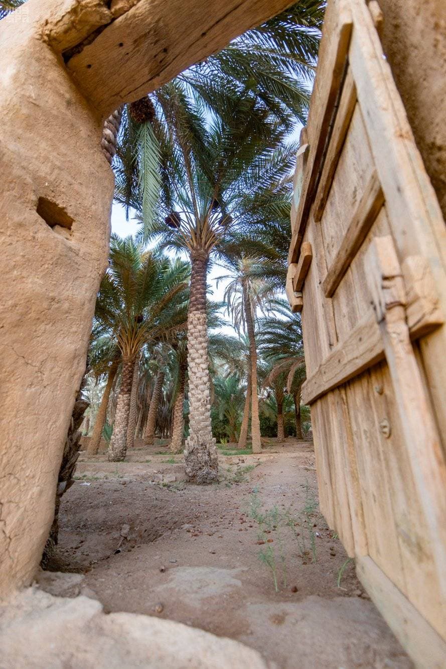 يستعد المزارعون لجني المحصول بعد شهر من الآن.