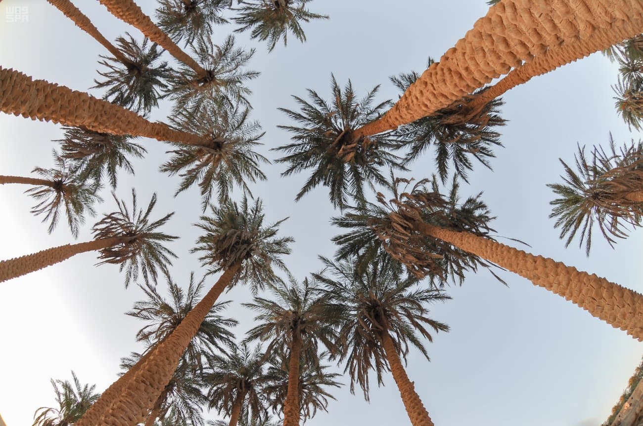 إنشاء سوق حراج تمور الجوف في مدينة سكاكا