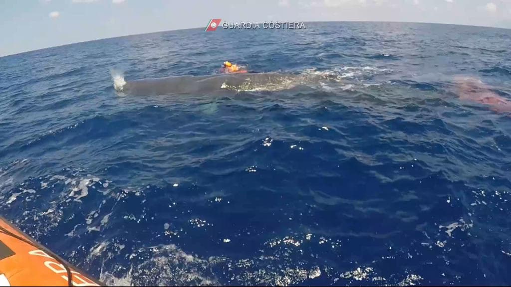 مساع لتحرير حوت عملاق عالق في شبكة صيد مهجورة قبالة سواحل إيطاليا