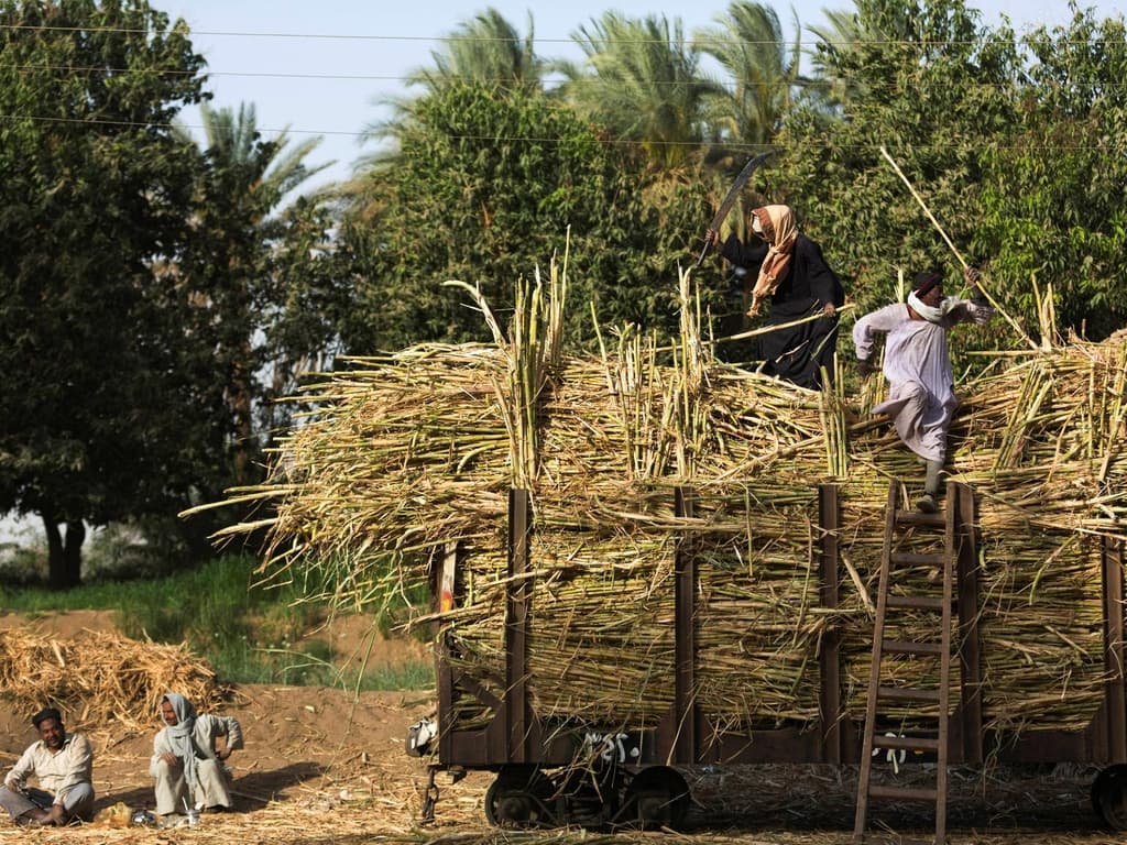  مصر تستهدف إنتاج 2.6 مليون طن من السكر