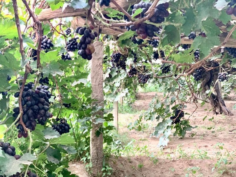 عنب نجران .. أكثر من 3 آلاف طن سنويا في الأسواق