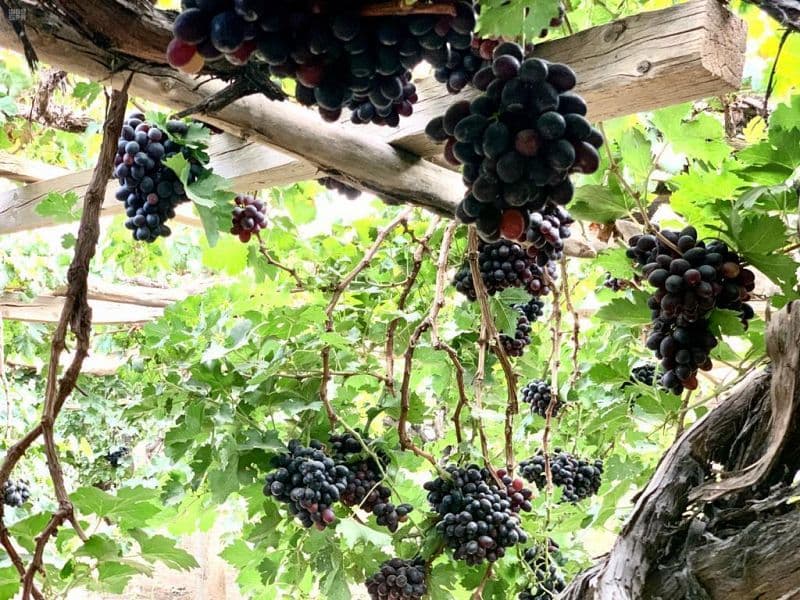 عنب نجران .. أكثر من 3 آلاف طن سنويا في الأسواق