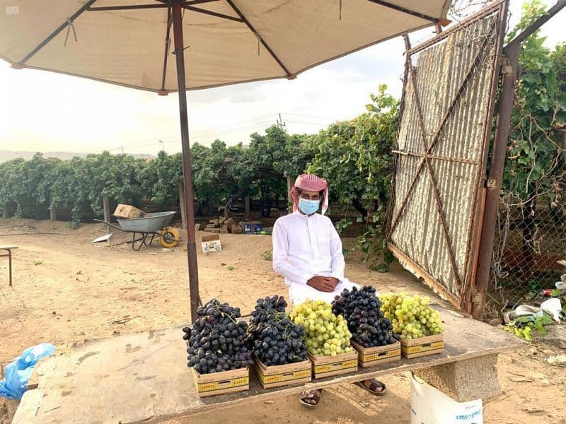 عنب نجران .. أكثر من 3 آلاف طن سنويا في الأسواق