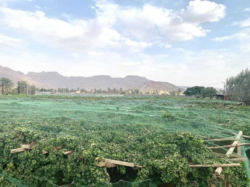 عنب نجران .. أكثر من 3 آلاف طن سنويا في الأسواق