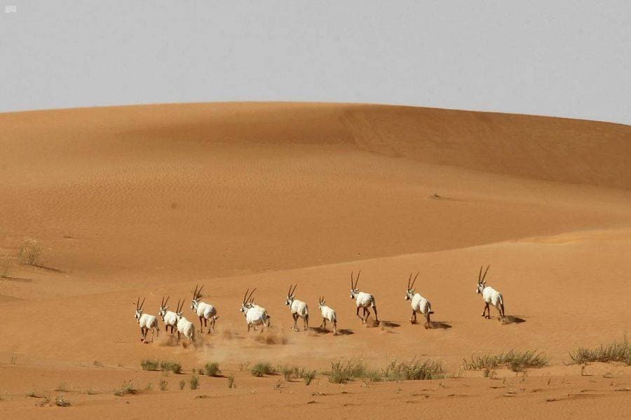 رفقا بالقوارير