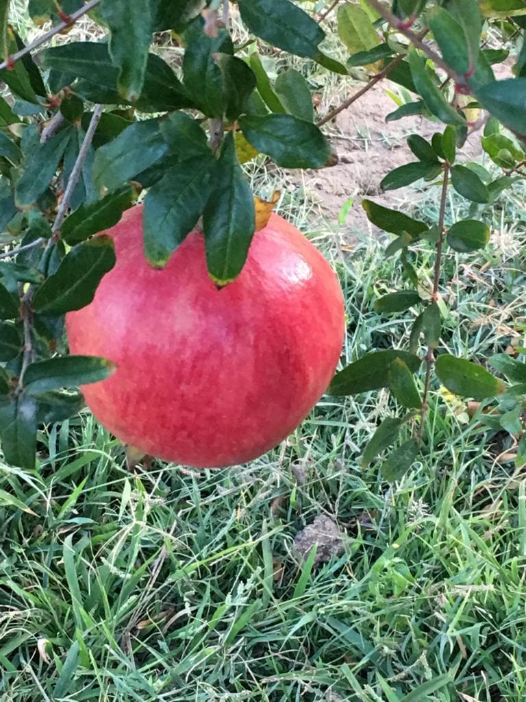 الباحة تزود الأسواق المحلية والإقليمية بـ 30 ألف طن من الرمان 