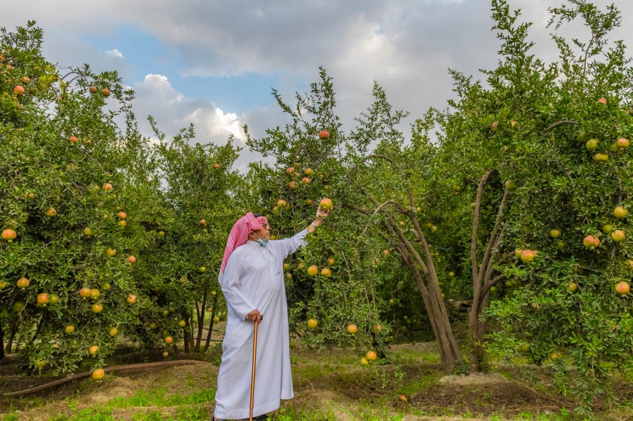 الباحة تزود الأسواق المحلية والإقليمية بـ 30 ألف طن من الرمان 