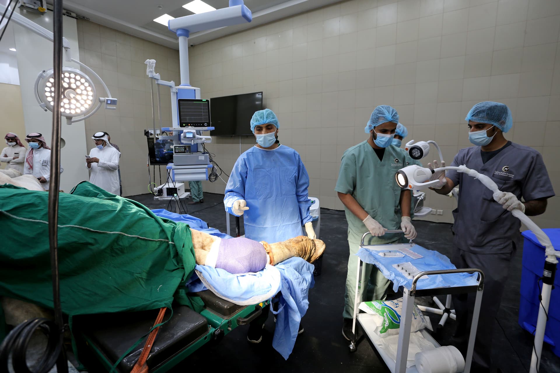 القصيم تحتضن أكبر مستشفى في العالم للإبل