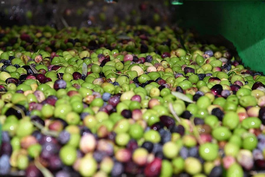 تبوك : معاصر الزيتون تستقبل حصاد 800 ألف شجرة في المنطقة