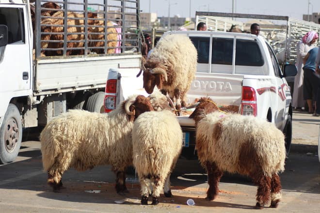 السعودية تدرب 10 آلاف مربي ماشية للتحول إلى طرق التربية الحديثة